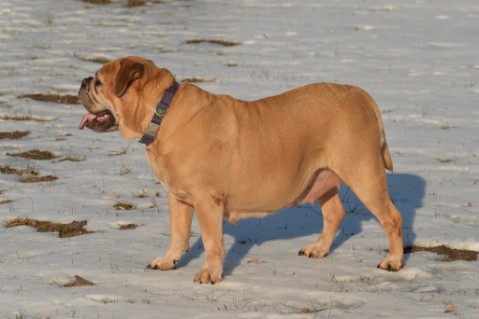 Continental Bulldog Paula bei den Seeblickbulls