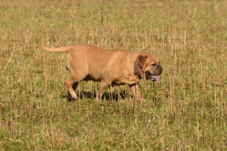 Continental Bulldog Paula bei den Seeblickbulls